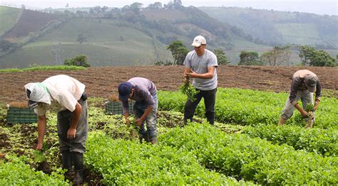 Censo Nacional Agropecuario Abre Oportunidades Laborales