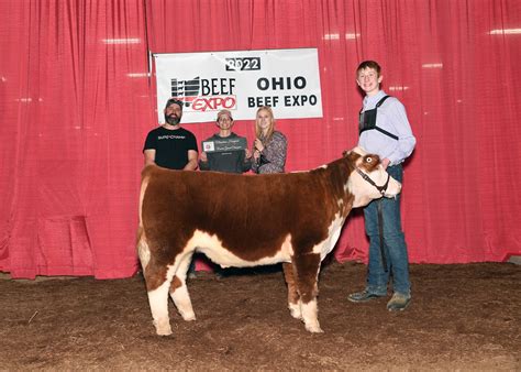 miniature hereford