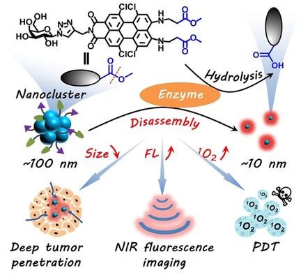 Enzymetriggered Disassembly Of Perylene Monoimidebased Nanoclusters