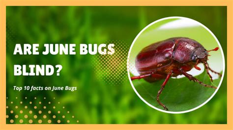 Are June Bugs Blind Top Amazing Facts About June Bugs The