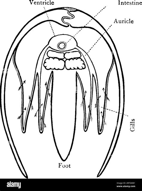 Clam Is A Sea Creature With A Shell In Two Parts That Can Close