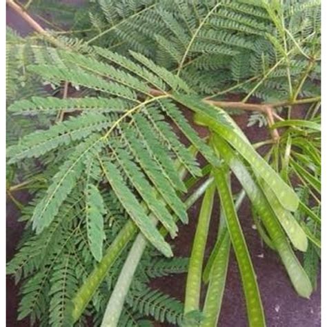 Jual Daun Petai Cina Segar Atau Daun Lamtoro Shopee Indonesia