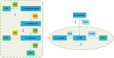 Endogenous Synthesis Of H 2 S By Four Pathways A Cse Catalyzes The