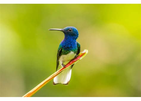 Latitude Run Costa Rica Sarapiqui River Valley Male White Necked