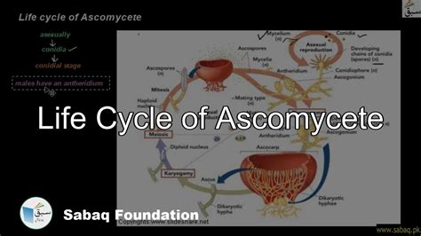 Life Cycle Of Ascomycete Biology Lecture Sabaqpk Youtube