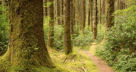 Tahkenitch Dunes Trail