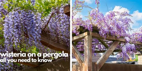 Wisteria On A Pergola All You Need To Know Hanso Pergolas