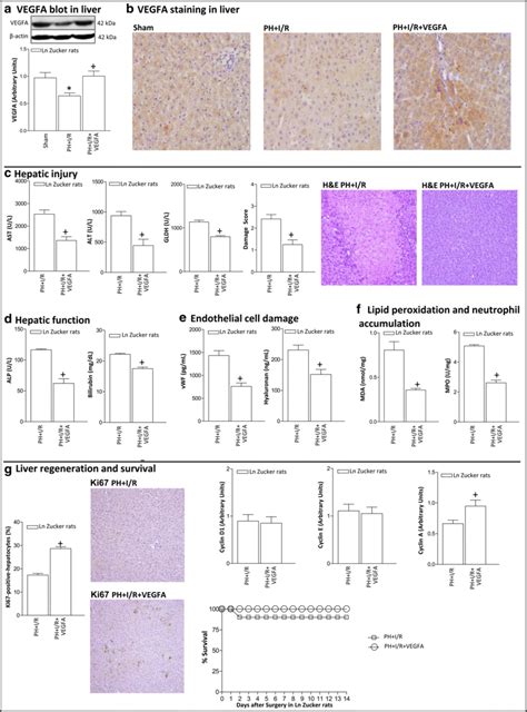 Vegfa Protein Levels And Effects Of Vegfa Administration On Hepatic