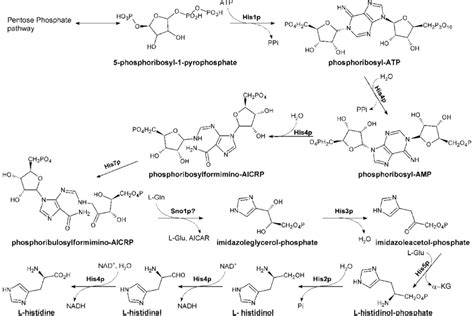 Histidine Biosynthesis In Fungi His P Atp Phosphoribosyl Transferase