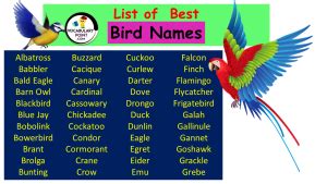 350+ Best Bird Names (Pet, Funny and Cool) - Vocabulary Point