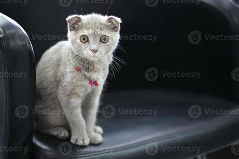 scottish cat 1267866 Stock Photo at Vecteezy