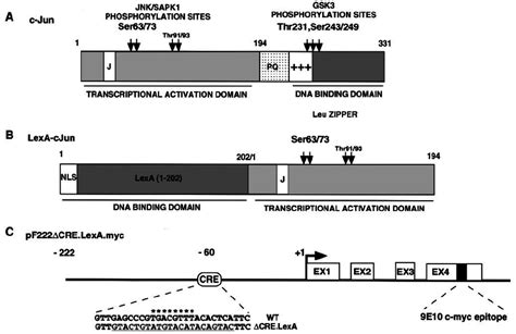 Schematic Representation Of C Jun The Lexac Jun Fusion Protein And Download Scientific