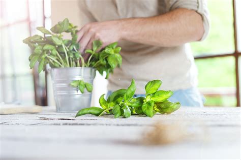 How To Harvest Basil Without Killing The Plant Easy Steps