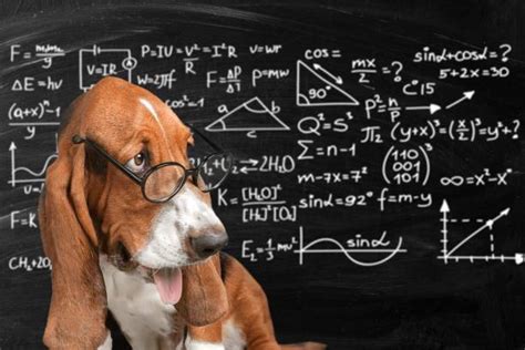 Smart Dog Stock Photos Pictures And Royalty Free Images Istock