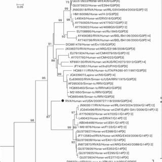 Phylogenetic Trees Based On The Full Length Nucleotide Sequences Of The