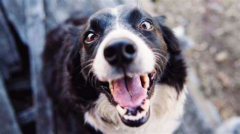 RUAC Es el CURP Para Mascotas Así Puedes Registrarlas N