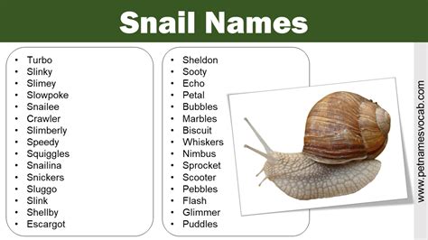 List Of Snail Names For Your Adorable Pet Pet Names Vocab