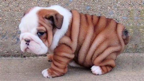 Adorable Bulldog Puppies