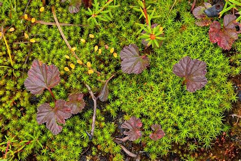 Tundra Plant Life By Wayne Vedvig Plants Plant Life Alaska Photography