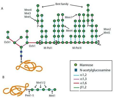 Protein Glycosylation Encyclopedia Mdpi