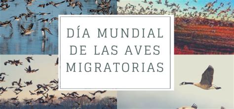 Celebrando el Día mundial de las aves migratorias Spring Travel Ecuador