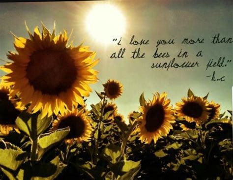 Pin By Tammi On Kierlyn Sunflower Quotes Flower Quotes Sunflower