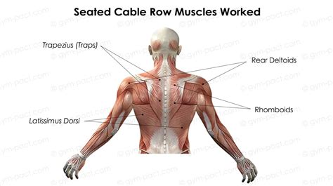 7 Best Seated Cable Row Alternatives (No Machines)