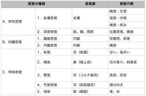 感覚の分類と一般的性質 まとめ｜きーたんの鍼灸note