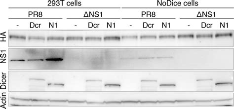 Influenza A Virus Derived Sirnas Increase In The Absence Of Ns1 Yet