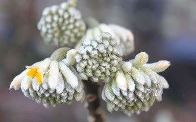 Buy Edgeworthia chrysantha Paper Bush | FREE SHIPPING | Wilson Bros ...