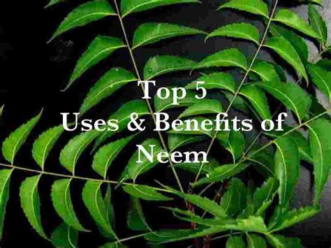 Top 5 Wonderful Uses Of Neem With Benefits