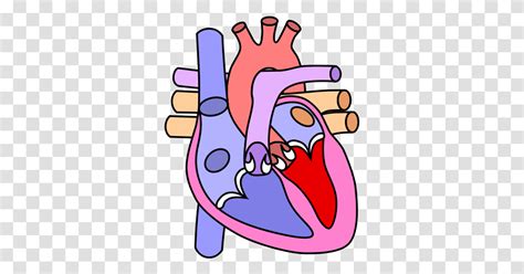 Circulatory Png Images For Free Download