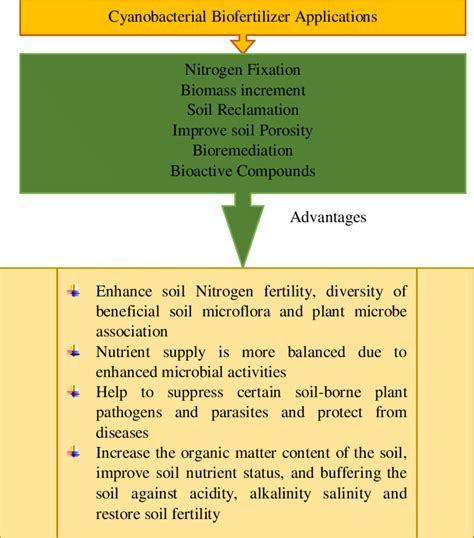 Applications Of Cyanobacterial Biofertilizers In The Agriculture Field