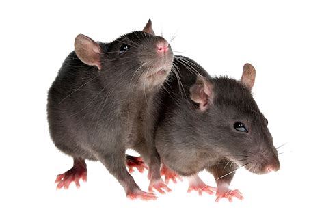 Rat Pixel Png Transparent Png Kindpng Images