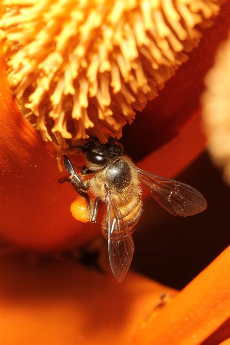 Wild Honey Bees 9 Free Photo Download Freeimages