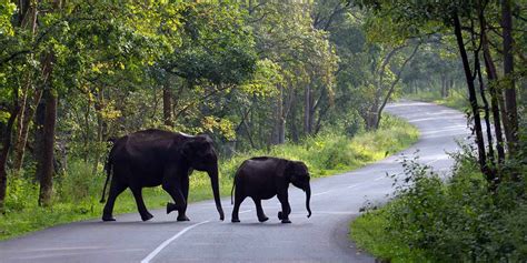 Best Places To Visit In Wayanad Kerala Tourism