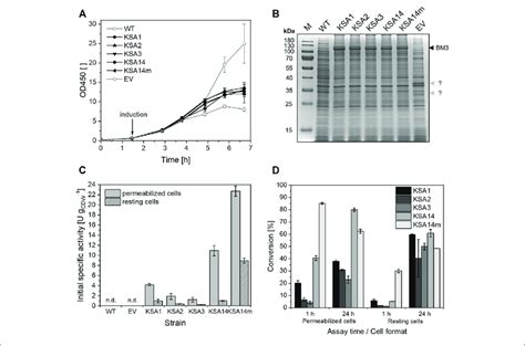 Performance Of E Coli Bl21 Goldde3 Strains Carrying Petm11 With