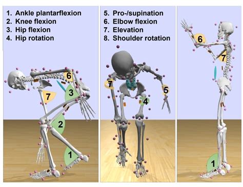 Imuangle Joint Angle Estimation With Inertial Sensors In Daily Activities