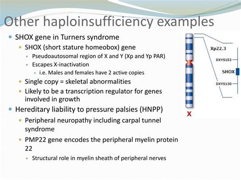 Ppt Haploinsufficiency Retrotransposition Dominant Negative Mutations