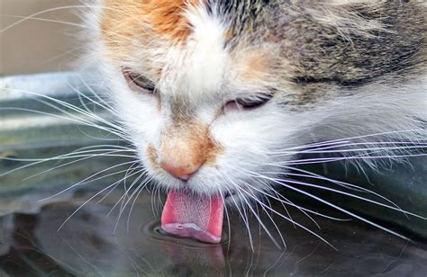 Quanto E Come Beve Il Gatto Quattro Zampe