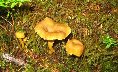 Winter Chanterelle. Edible Mushrooms in Southeast Alaska — Alaska ...