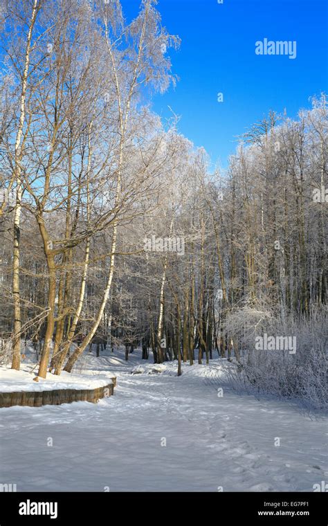 Trees with hoarfrost at winter Stock Photo - Alamy