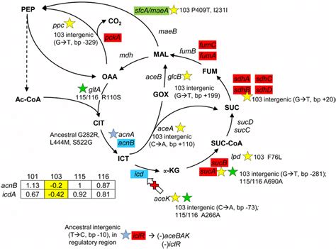 Gene Expression And Snps Among Loci In The Tca Cycle And Glyoxylate