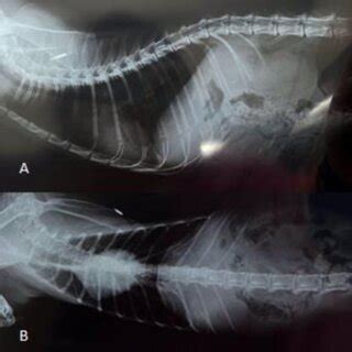 X-ray examination revealed no abnormalities in the cat's respiratory ...