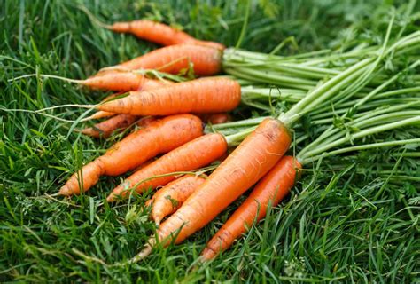 10 Health Benefits Of Eating Carrots Every Day Emedihealth