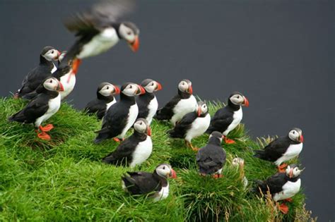 Vestmannaeyjar Island Volcanoes And Puffins Tour