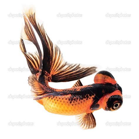 Telescope Eye Goldfish — Stock Photo © Vangert 36855705