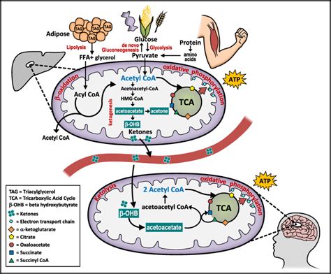 Ketogenesis Steps