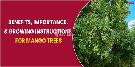 Benefits Importance And Growing Instructions For Mango Trees