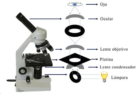 No Microscópio Esquematizado Há Três Lentes Convergentes - Microscopio Simple De Leeuwenhoek, 1674 Experiment: The Leeuwenhoek